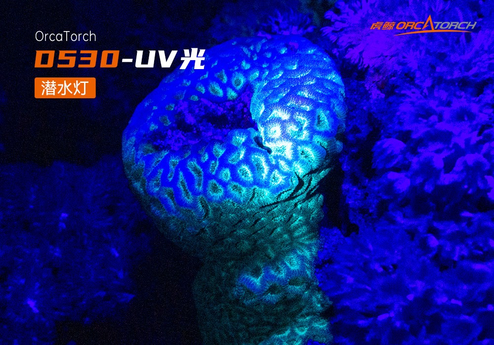 D530 UV 紫外線 潛水(shuǐ)攝(shè)影照(zhào)明(míng)_潛水(shuǐ)照明_水下攝(shè)影照明_潛水攝影補光(guāng)燈_ 久久国产三级精品OrcaTorch