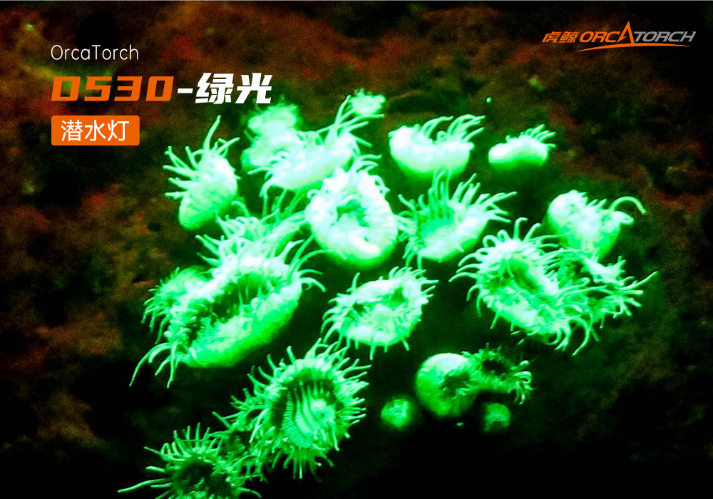 D530 綠色潛水手(shǒu)電 潛水攝影照明_潛水照明(míng)_水下攝影照(zhào)明(míng)_潛水攝影補光燈_ 久久国产三级精品OrcaTorch